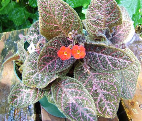 How to Grow and Care for Episcia Cupreata: The Vibrant Flame。